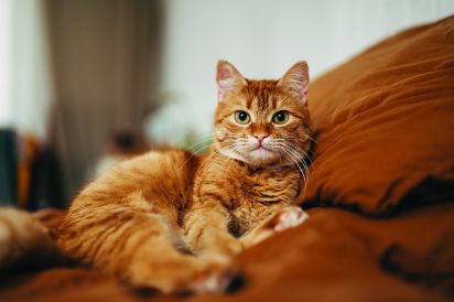 article image - cat